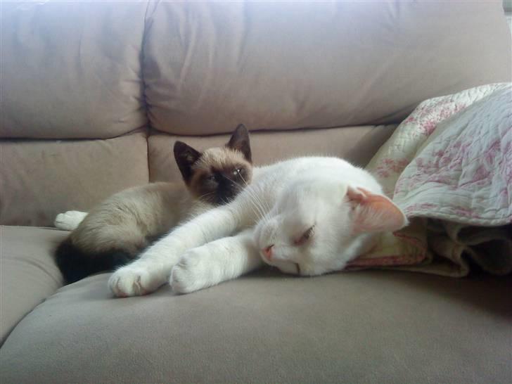 Blanding af racer Alaska billede 12