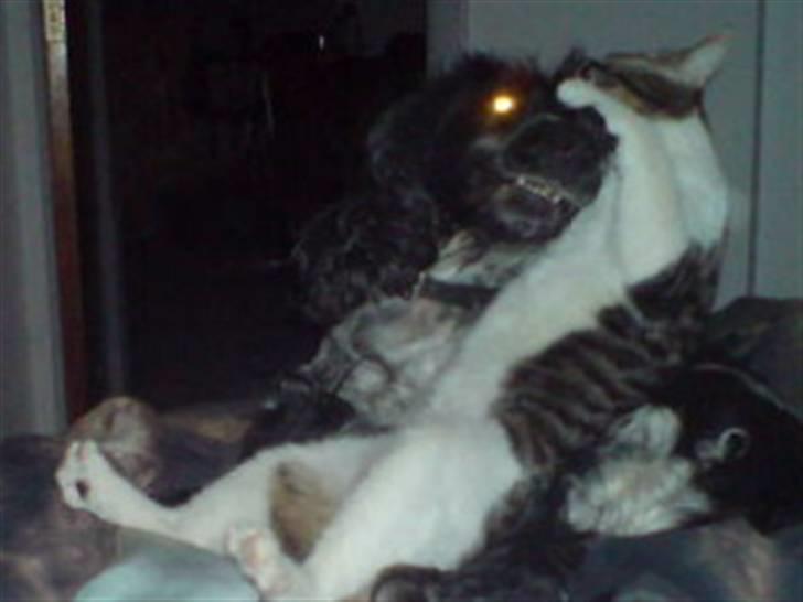 Blanding af racer Bastian - vild leg mellem Bastian og Sternchen:) billede 11