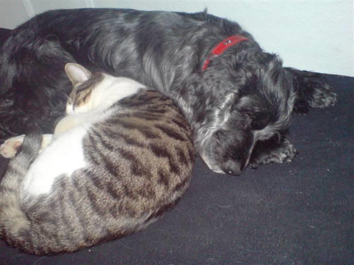 Blanding af racer Bastian - Snork snork:) billede 12