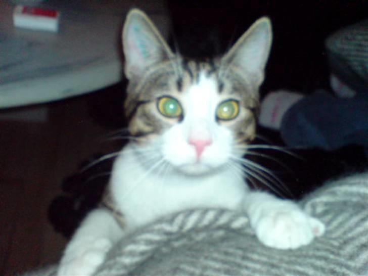 Blanding af racer Bastian billede 13