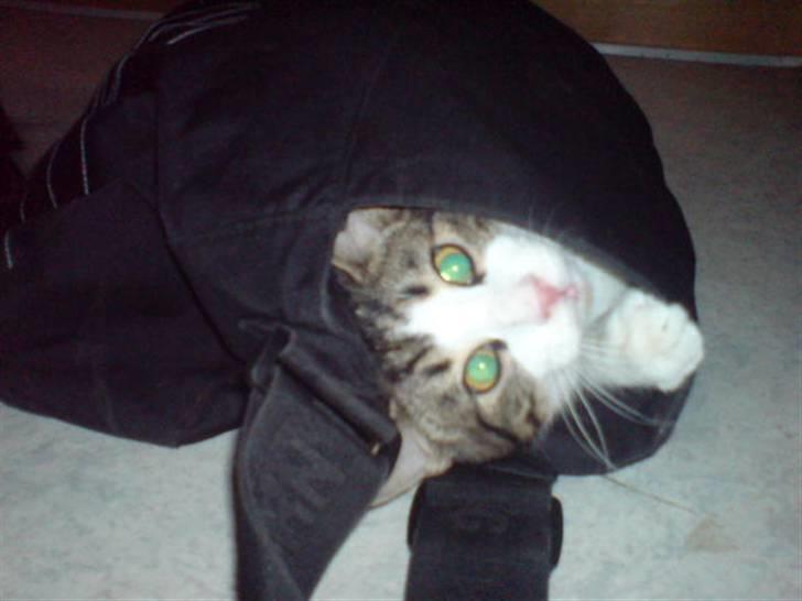 Blanding af racer Bastian - Det sjoveste sted man kan være er skoletasken:) billede 14