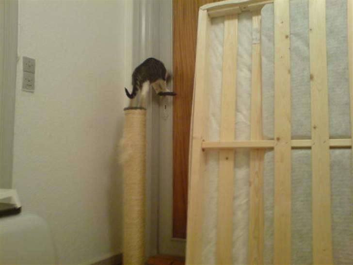 Blanding af racer Bastian - øv den dumme dør gider ikke at åbne sig billede 15