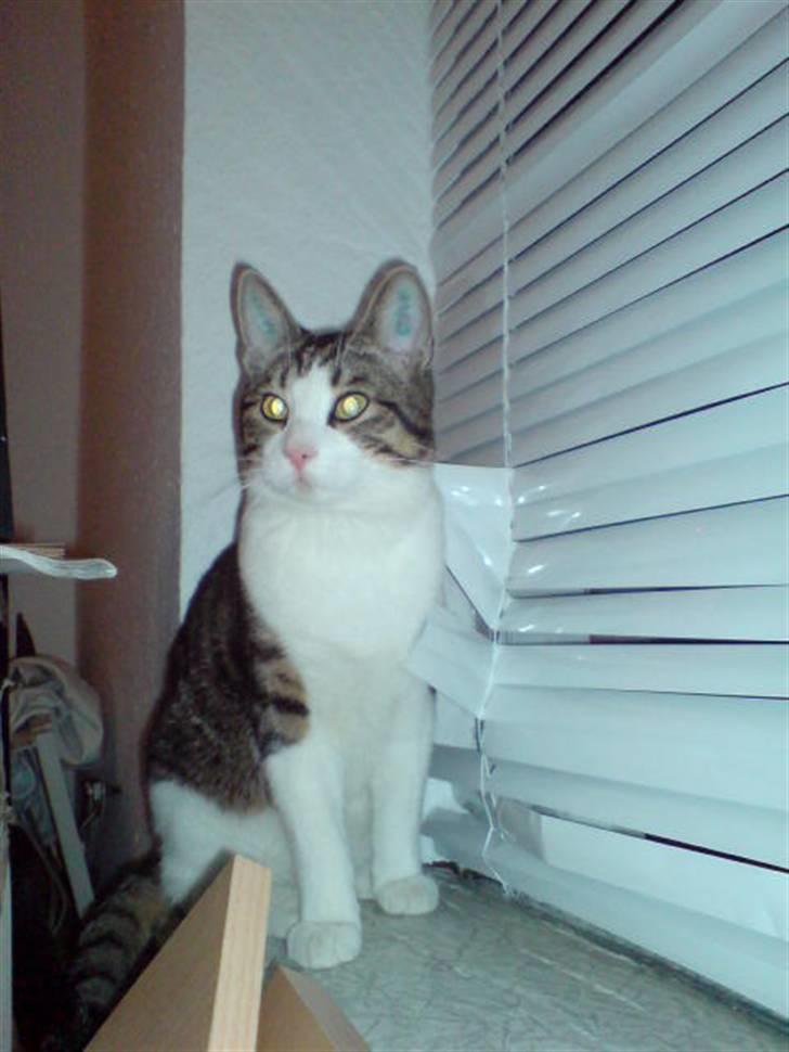 Blanding af racer Bastian - Bastian gardin ødelægerenXD billede 16