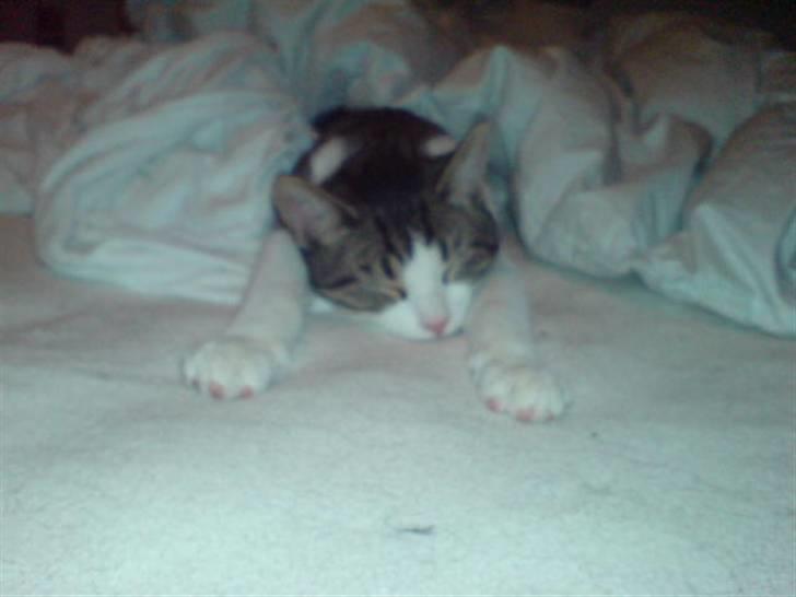 Blanding af racer Bastian - Så dejligt med en lille lur:) billede 17