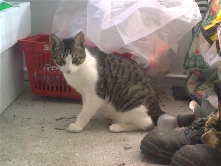 Blanding af racer Bastian billede 18