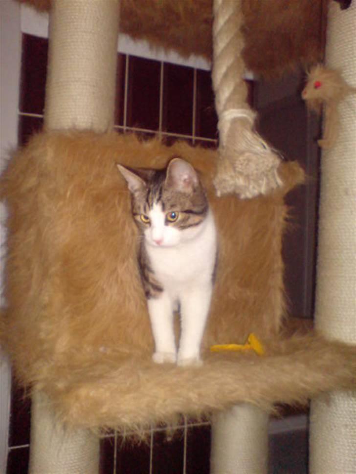 Blanding af racer Bastian billede 19