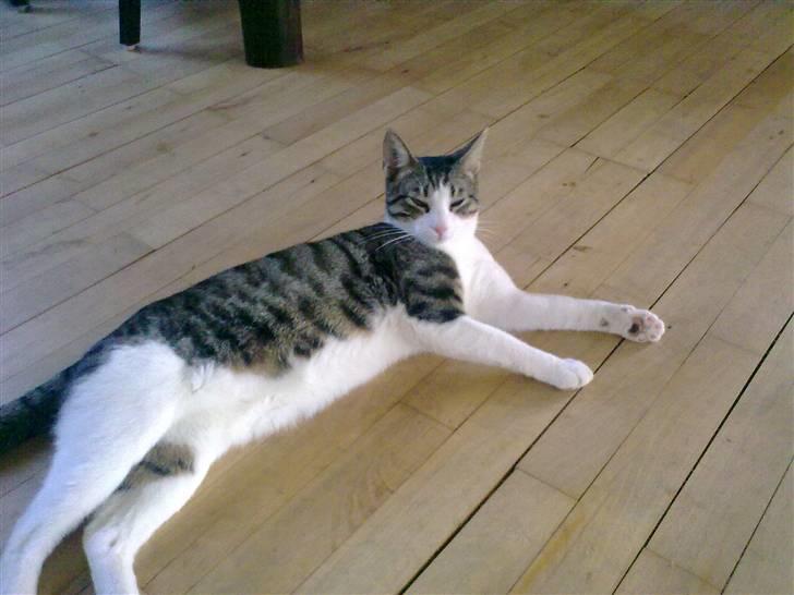 Blanding af racer Bastian billede 20