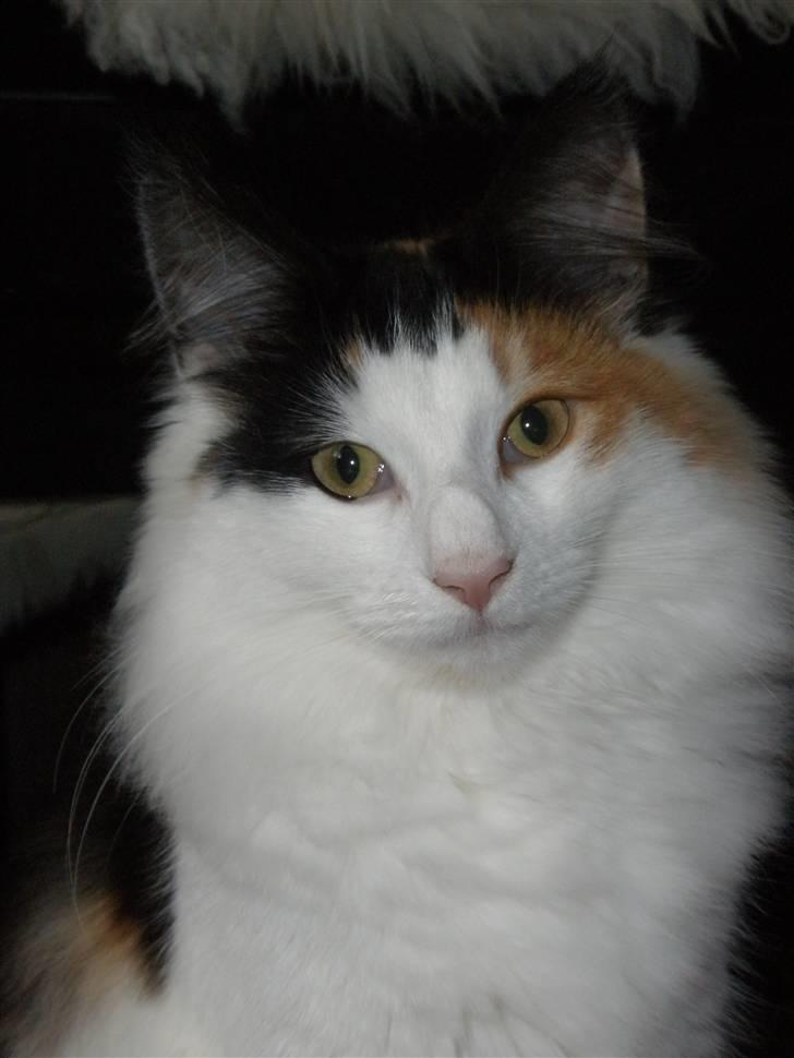 Norsk Skovkat Perfect Proof - Beauty!! billede 1