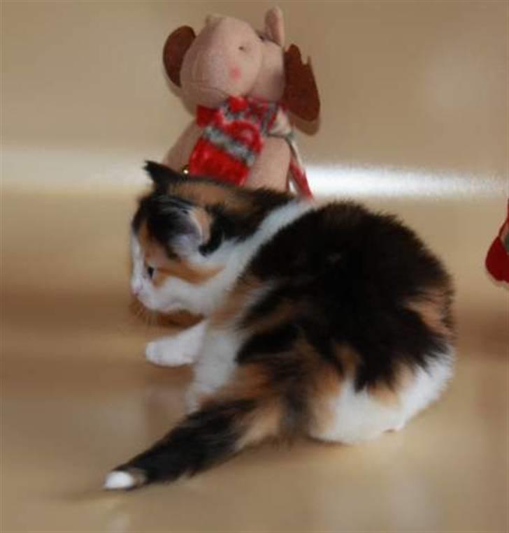 Norsk Skovkat Perfect Proof billede 2