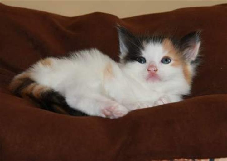 Norsk Skovkat Perfect Proof - Her ligger jeg da godt:) billede 3