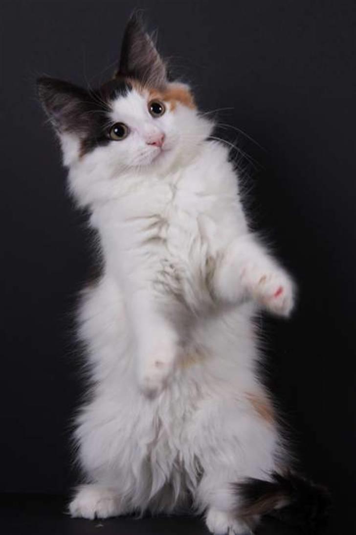 Norsk Skovkat Perfect Proof - Er jeg ikke bedårende:)! billede 4