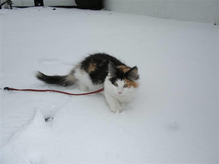 Norsk Skovkat Perfect Proof - Jeg er en vildkat! billede 5