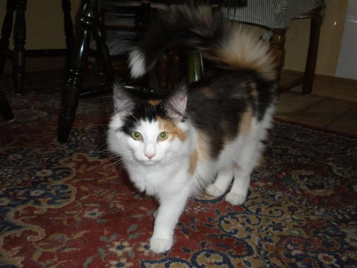 Norsk Skovkat Perfect Proof billede 6