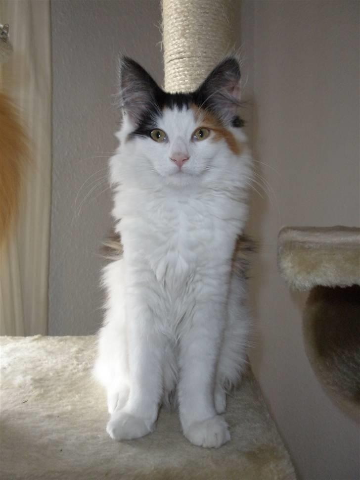 Norsk Skovkat Perfect Proof - Her er jeg billede 7