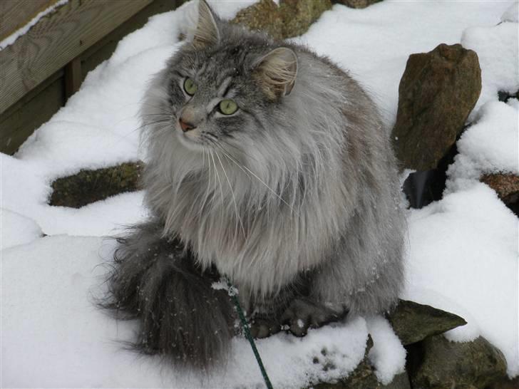 Norsk Skovkat James Greve - Jeg kan også bruges som tevarmer :o) billede 1