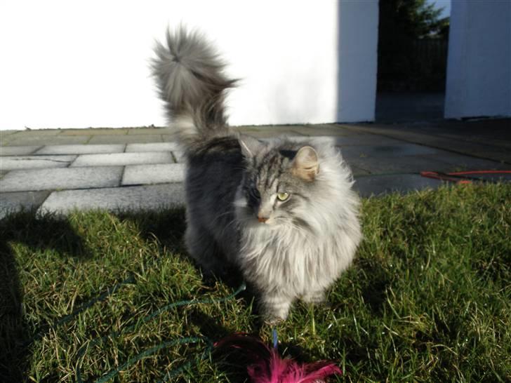 Norsk Skovkat James Greve - Bamse James billede 2