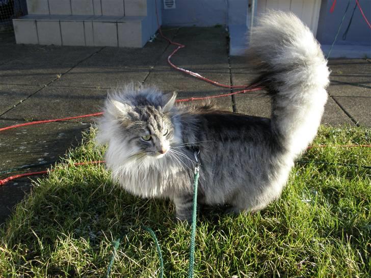 Norsk Skovkat James Greve - charme, selvtillid og lækkert "hår" billede 3