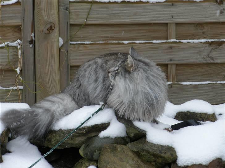 Norsk Skovkat James Greve - Hvad var det? billede 4