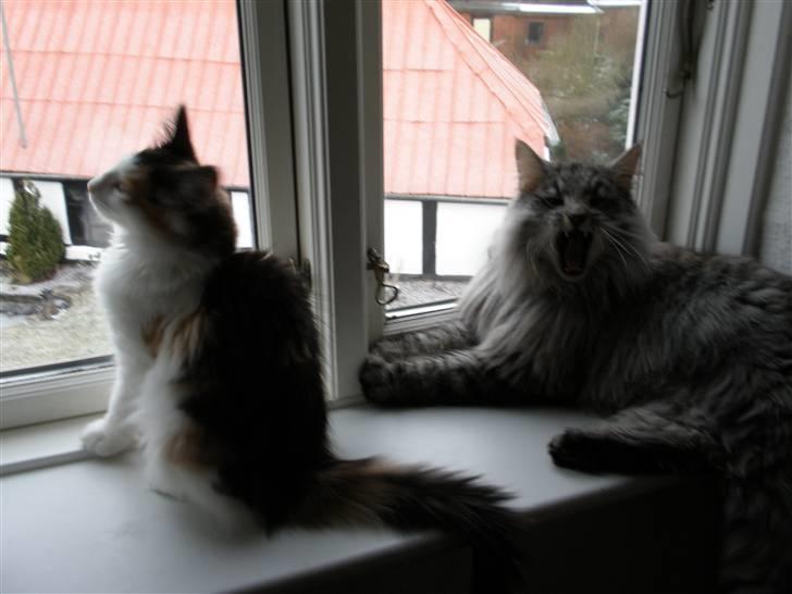 Norsk Skovkat James Greve - Gab, det er trættende at skulle holde øje med alle fuglene der flyver udenfor billede 5