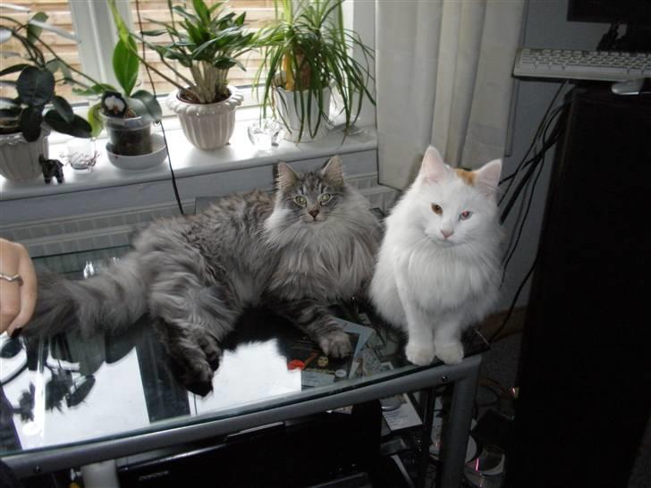 Norsk Skovkat James Greve - Det er mig og smukke og søde Freja billede 6