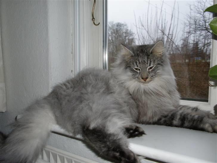 Norsk Skovkat James Greve - Her ligger jeg godt billede 7