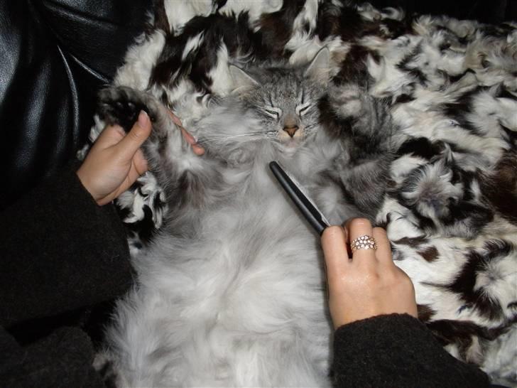 Norsk Skovkat James Greve - Uh ha det dejligt! billede 8