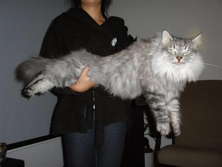 Norsk Skovkat James Greve - Jeg er stor og farlig billede 9