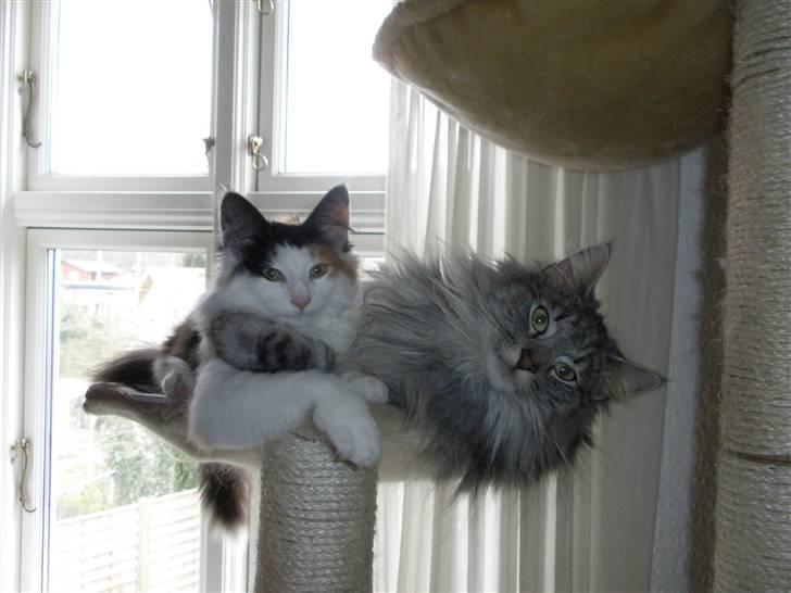 Norsk Skovkat James Greve - Vi er gode venner:) billede 10