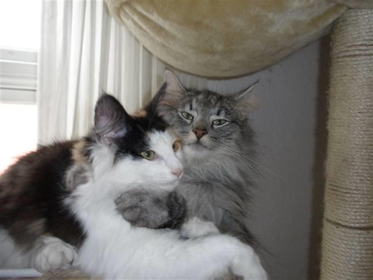 Norsk Skovkat James Greve - Jeg skal nok passe på dig billede 11