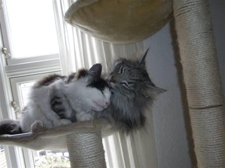 Norsk Skovkat James Greve - Synes lige der er en plet på hendes øre, slik, slik billede 12