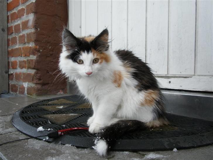 Norsk Skovkat Perfect Proof - Det er lidt koldt herude! billede 8