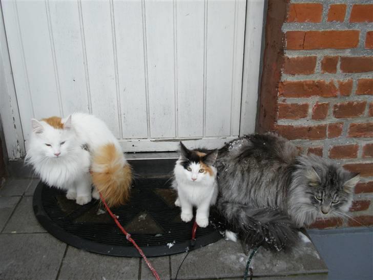 Norsk Skovkat Perfect Proof - Her er jeg med min familie James og Freja:) billede 9