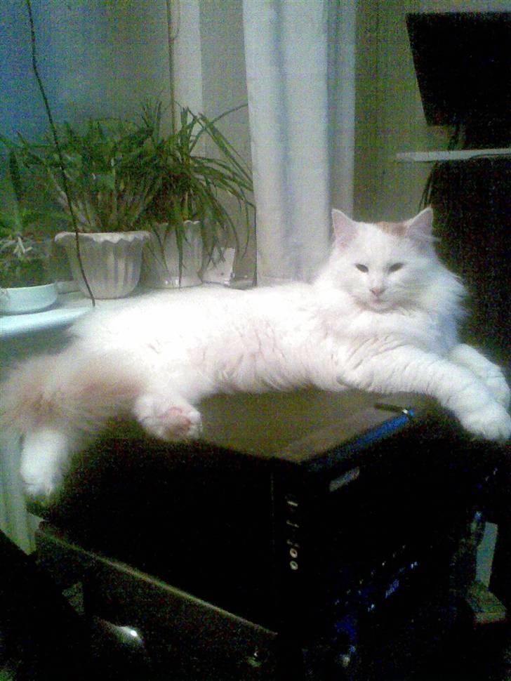 Blanding af racer Freja billede 1