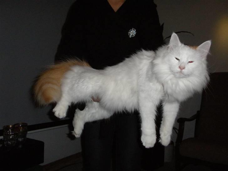 Blanding af racer Freja billede 4