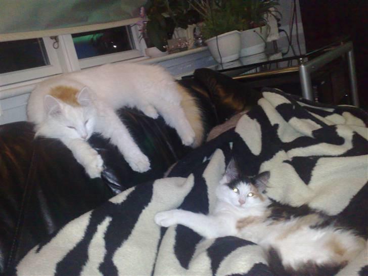 Blanding af racer Freja billede 5