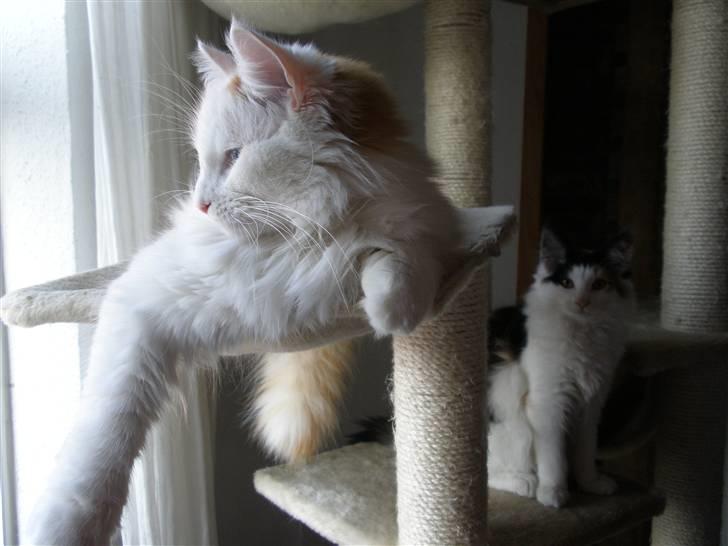 Blanding af racer Freja billede 6