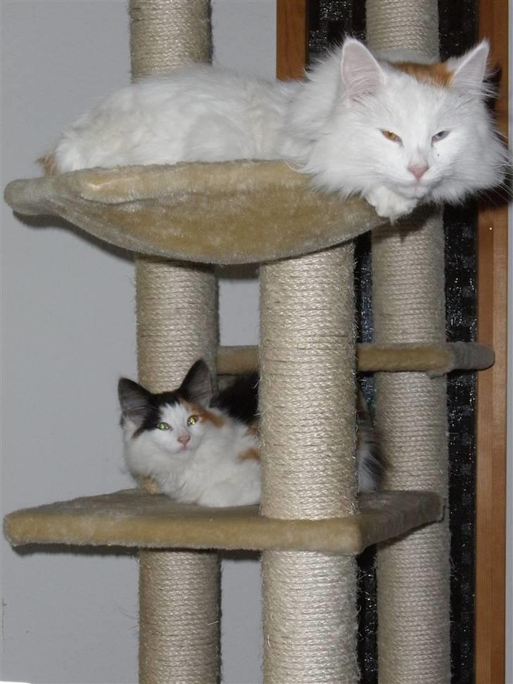 Blanding af racer Freja billede 7