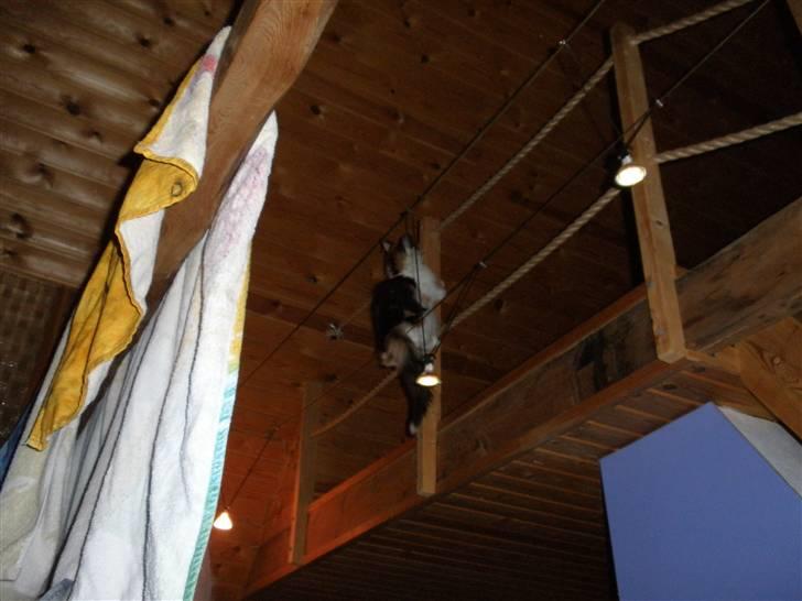 Norsk Skovkat Perfect Proof - Jubii det er sjovt at klatre:) billede 10