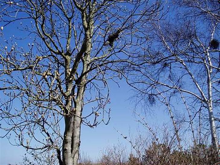 Blanding af racer | Gismo | - Billed taget af: Camilla Rudkjøbing billede 7