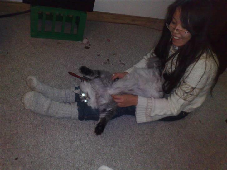 Norsk Skovkat James Greve - Alien James bliver soigneret billede 13