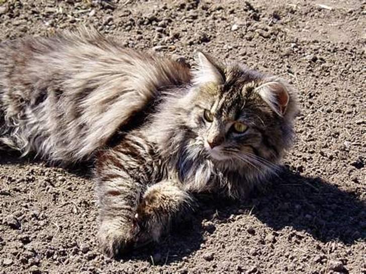 Blanding af racer | Gismo | - Billed taget af: Camilla Rudkjøbing billede 8