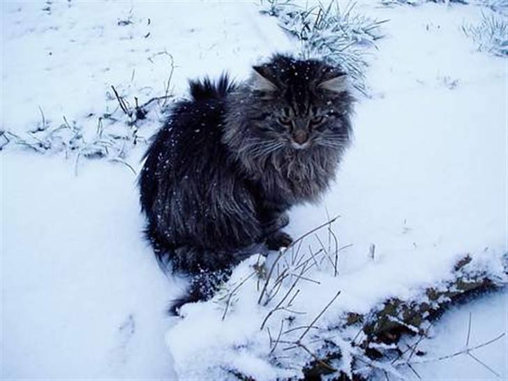 Blanding af racer | Gismo | - Billed taget af: Camilla Rudkjøbing billede 9