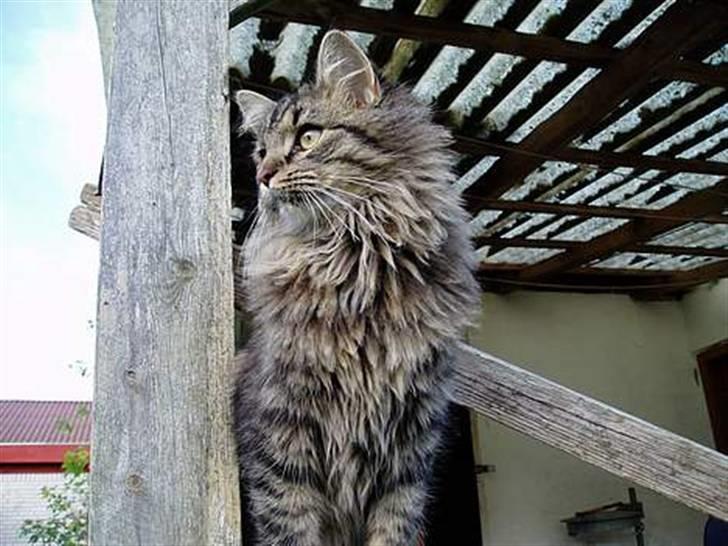 Blanding af racer | Gismo | - Billed taget af: Camilla Rudkjøbing billede 10