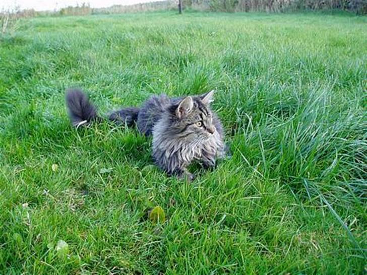 Blanding af racer | Gismo | - Billed taget af: Camilla Rudkjøbing billede 11