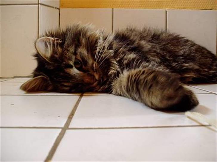 Blanding af racer | Gismo | - Billed taget af: Camilla Rudkjøbing billede 12