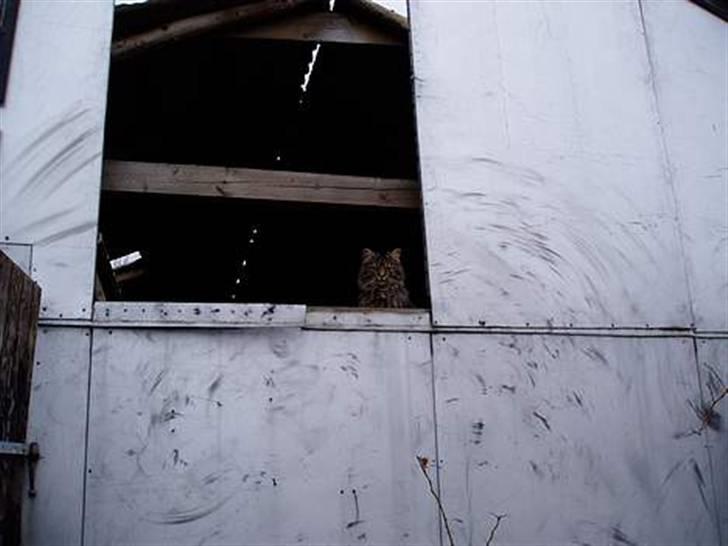 Blanding af racer | Gismo | - Billed taget af: Camilla Rudkjøbing billede 13