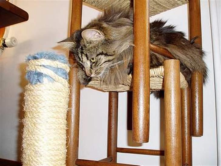 Blanding af racer | Gismo | - Billed taget af: Camilla Rudkjøbing billede 14