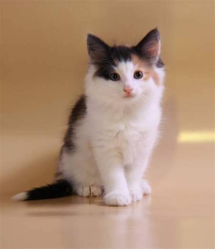 Norsk Skovkat Perfect Proof - Hej kamera vil du snakke med mig? billede 11