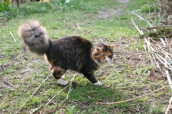 Blanding af racer Sif billede 8