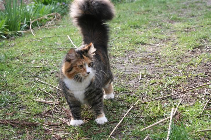 Blanding af racer Sif billede 9